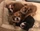 English Bulldog Puppies for sale in Orange, CA, USA. price: NA