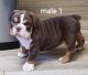 English Bulldog Puppies for sale in Victorville, CA, USA. price: $2,500