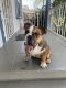 English Bulldog Puppies for sale in 430 E 119th St, Los Angeles, CA 90061, USA. price: NA
