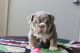 English Bulldog Puppies for sale in Seattle, WA, USA. price: $850