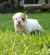 English Bulldog Puppies for sale in Buckhannon, WV 26201, USA. price: $2,000
