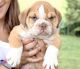English Bulldog Puppies for sale in Decatur, IN 46733, USA. price: $760
