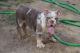 English Bulldog Puppies for sale in Lancaster, CA, USA. price: $7,000
