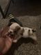 English Bulldog Puppies for sale in Houston, TX 77004, USA. price: NA
