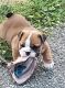 English Bulldog Puppies for sale in Street, MD 21154, USA. price: NA