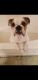 English Bulldog Puppies for sale in Katy, TX, USA. price: $2,000
