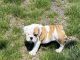 English Bulldog Puppies for sale in Midland Park, NJ 07432, USA. price: NA