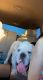 English Bulldog Puppies for sale in Avondale, AZ, USA. price: NA