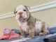 English Bulldog Puppies for sale in Birmingham, AL, USA. price: NA
