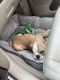 English Bulldog Puppies for sale in Peyton, CO 80831, USA. price: $2,000