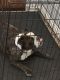 English Bulldog Puppies for sale in Moreno Valley, CA, USA. price: NA