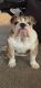 English Bulldog Puppies for sale in Duncan, OK, USA. price: NA