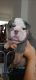 English Bulldog Puppies for sale in Borger, TX 79007, USA. price: NA