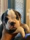 English Bulldog Puppies for sale in Converse, TX, USA. price: $6,000