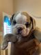 English Bulldog Puppies for sale in Converse, TX, USA. price: $5,500