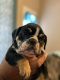 English Bulldog Puppies for sale in Converse, TX, USA. price: $4,500