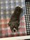 English Bulldog Puppies for sale in Buckeye, AZ, USA. price: NA