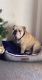 English Bulldog Puppies for sale in Big Spring, TX 79720, USA. price: NA