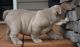 English Bulldog Puppies for sale in Sacramento, CA 94203, USA. price: NA