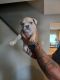 English Bulldog Puppies for sale in Littleton, CO 80128, USA. price: NA