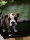 English Bulldog Puppies for sale in Bronx, NY, USA. price: NA