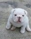 English Bulldog Puppies for sale in 79932 S 4673 Rd, Stilwell, OK 74960, USA. price: $250