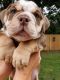 English Bulldog Puppies for sale in 3867 N 18th St, Milwaukee, WI 53206, USA. price: $800