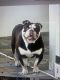 English Bulldog Puppies for sale in 714 S Atlantic Dr, Lantana, FL 33462, USA. price: NA