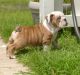 English Bulldog Puppies for sale in Cleveland, OH 44109, USA. price: $500