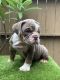 English Bulldog Puppies for sale in Claremont, CA, USA. price: NA