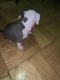 English Bulldog Puppies for sale in Greenbelt, MD, USA. price: NA