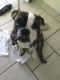 English Bulldog Puppies for sale in 10705 100th St Ct SW, Tacoma, WA 98498, USA. price: NA