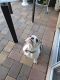 English Bulldog Puppies for sale in Apopka, FL, USA. price: NA