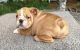 English Bulldog Puppies for sale in Nail, AR 72628, USA. price: $500