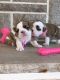 English Bulldog Puppies for sale in Cincinnati, OH 45202, USA. price: NA