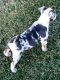English Bulldog Puppies for sale in Kansas City, MO 64137, USA. price: $5,500