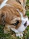 English Bulldog Puppies for sale in Elsberry, MO 63343, USA. price: NA