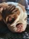 English Bulldog Puppies for sale in Northwest, OH 43543, USA. price: NA