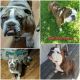 English Bulldog Puppies for sale in Neosho, MO 64850, USA. price: $2,300