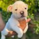 English Bulldog Puppies for sale in Florida A1A, Miami, FL, USA. price: NA