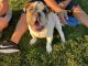 English Bulldog Puppies for sale in Sparks, NV, USA. price: NA