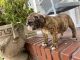 English Bulldog Puppies for sale in Spaulding, OK 74848, USA. price: NA
