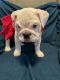 English Bulldog Puppies for sale in Highland Falls, NY 10928, USA. price: NA