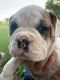 English Bulldog Puppies for sale in Locust, KY 40045, USA. price: NA