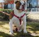 English Bulldog Puppies for sale in 2222 Plastics Dr, Gastonia, NC 28054, USA. price: NA