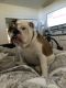 English Bulldog Puppies for sale in Grants Pass, OR, USA. price: NA