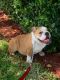 English Bulldog Puppies for sale in Jacksonville, FL, USA. price: $5