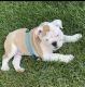 English Bulldog Puppies for sale in Lisle, IL, USA. price: $3,500