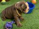 English Bulldog Puppies for sale in Etiwanda, CA 91739, USA. price: $1,500