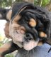 English Bulldog Puppies for sale in Porterville, CA 93257, USA. price: $4,000